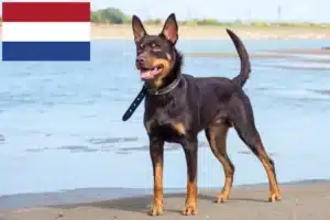 Lee más sobre el artículo Criadores de Australian Kelpie y cachorros en los Países Bajos