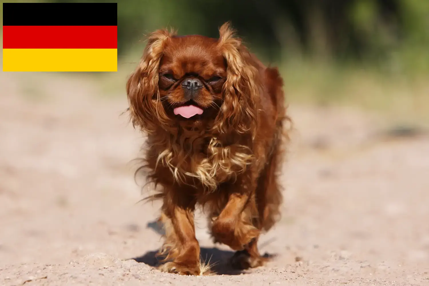 Lee más sobre el artículo Criadores y cachorros de King Charles Spaniel en Alemania