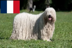 Lee más sobre el artículo Criadores y cachorros de Komondor en Francia