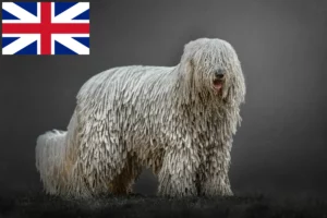 Lee más sobre el artículo Criadores y cachorros de Komondor en Gran Bretaña