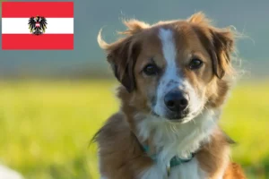 Lee más sobre el artículo Criadores y cachorros de Kromfohrländer en Austria