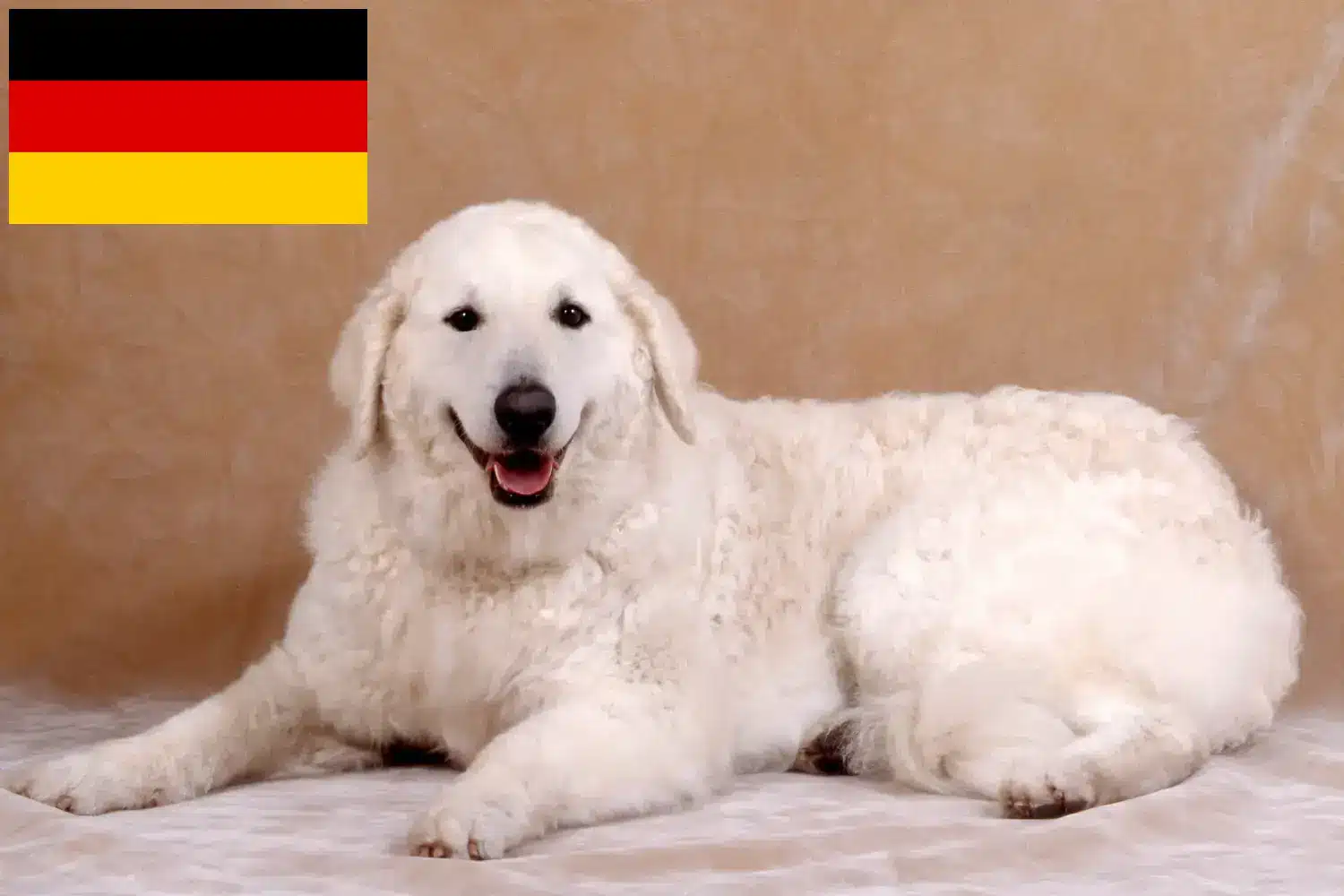 Lee más sobre el artículo Criadores de Kuvasz y cachorros en Alemania