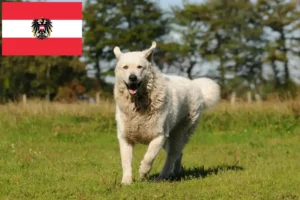 Lee más sobre el artículo Criadores de Kuvasz y cachorros en Austria