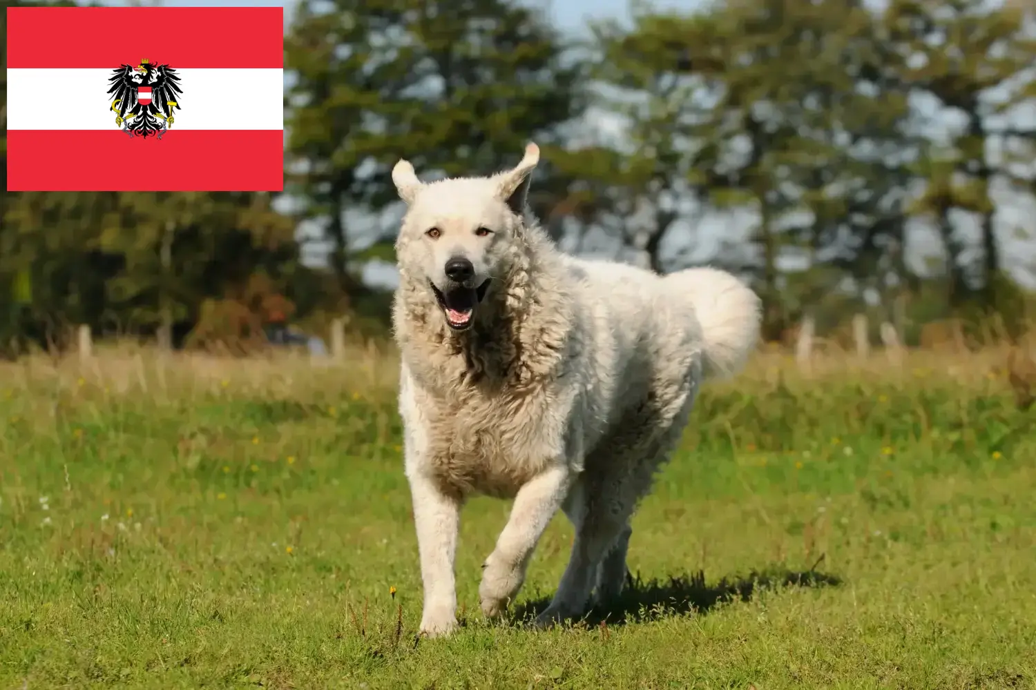 Lee más sobre el artículo Criadores de Kuvasz y cachorros en Austria