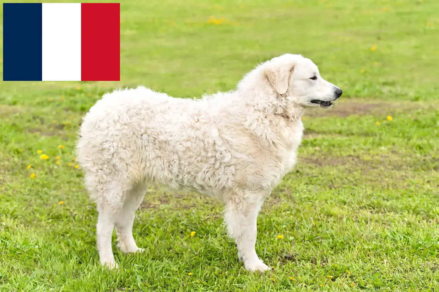 Lee más sobre el artículo Criadores de Kuvasz y cachorros en Francia