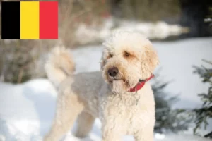 Lee más sobre el artículo Criadores y cachorros de Labradoodle en Bélgica