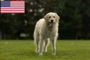 Lee más sobre el artículo Criadores y cachorros de Labradoodle en EE.UU.