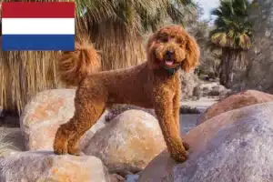 Lee más sobre el artículo Criadores y cachorros de Labradoodle en los Países Bajos