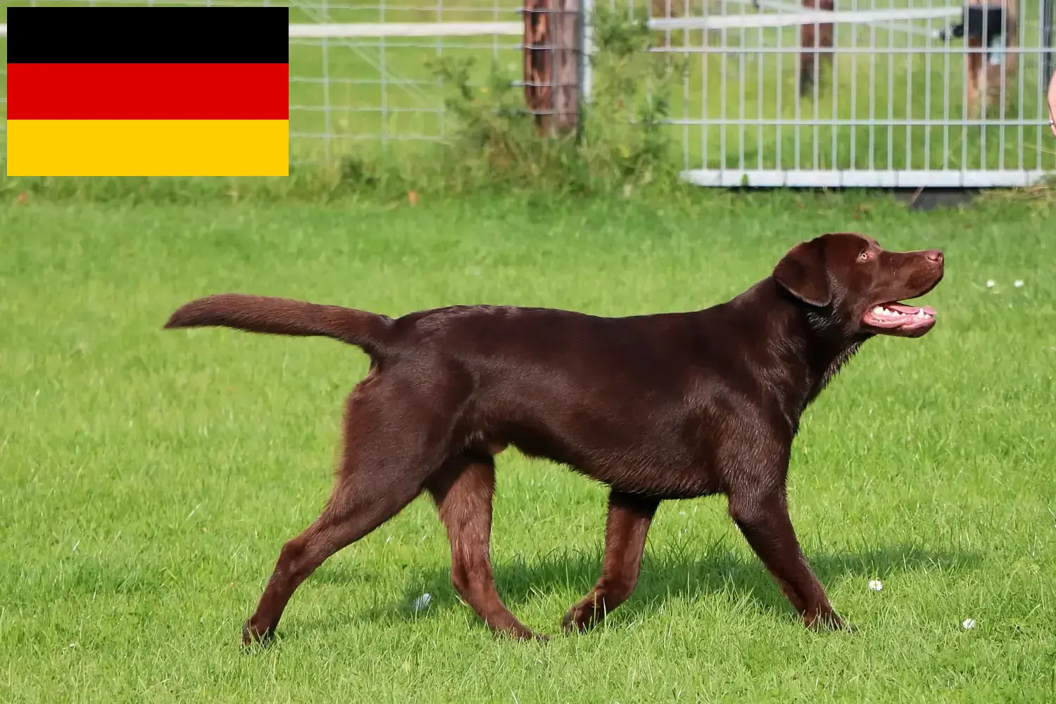 Lee más sobre el artículo Criadores de labradores y cachorros en Alemania