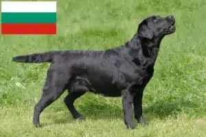 Lee más sobre el artículo Criadores de labradores y cachorros en Bulgaria