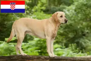 Lee más sobre el artículo Criadores de labradores y cachorros en Croacia