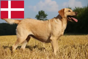 Lee más sobre el artículo Criadores de labradores y cachorros en Dinamarca