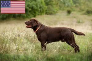 Lee más sobre el artículo Criadores de labradores y cachorros en EE.UU.