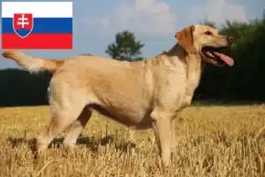 Lee más sobre el artículo Criadores de labradores y cachorros en Eslovaquia