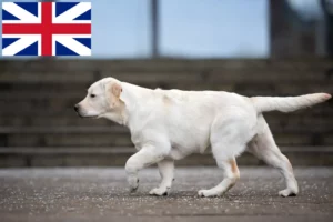 Lee más sobre el artículo Criadores de labradores y cachorros en Gran Bretaña