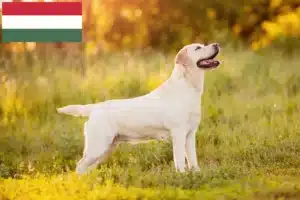 Lee más sobre el artículo Criadores de labradores y cachorros en Hungría