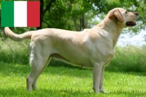Lee más sobre el artículo Criadores de labradores y cachorros en Italia