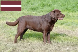 Lee más sobre el artículo Criadores de labradores y cachorros en Letonia