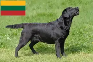 Lee más sobre el artículo Criadores de labradores y cachorros en Lituania