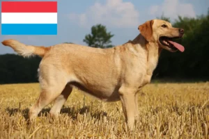 Lee más sobre el artículo Criadores de labradores y cachorros en Luxemburgo