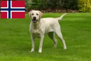 Lee más sobre el artículo Criadores de labradores y cachorros en Noruega