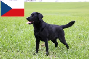 Lee más sobre el artículo Criadores de labradores y cachorros en la República Checa