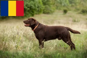 Lee más sobre el artículo Criadores de labradores y cachorros en Rumanía