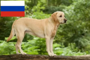 Lee más sobre el artículo Criadores de labradores y cachorros en Rusia