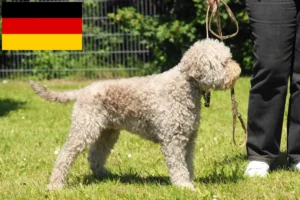 Lee más sobre el artículo Lagotto Romagnolo criadores y cachorros en Alemania