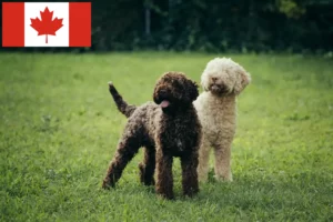 Lee más sobre el artículo Criadores de Lagotto Romagnolo y cachorros en Canadá