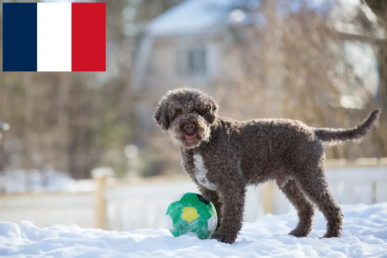 Lee más sobre el artículo Criadores y cachorros de Lagotto Romagnolo en Francia