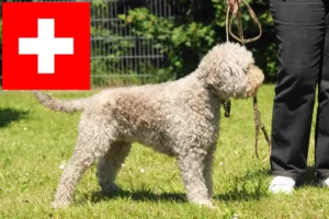 Lee más sobre el artículo Criadores de Lagotto Romagnolo y cachorros en Suiza