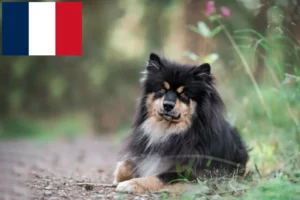 Lee más sobre el artículo Criadores y cachorros de Lapphund finlandés en Francia