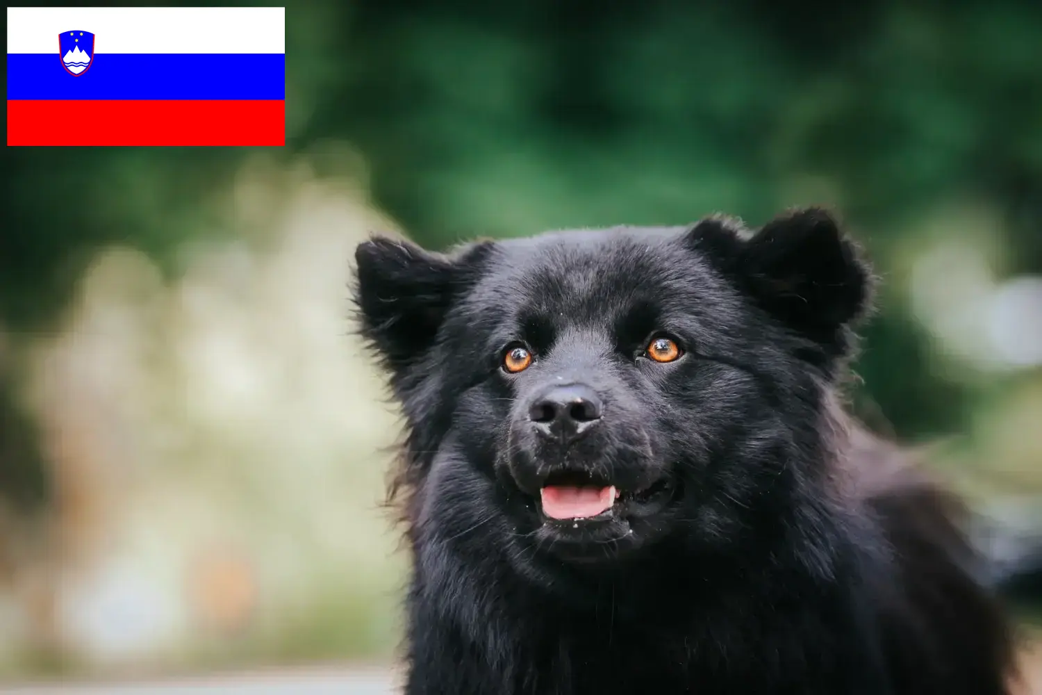 Lee más sobre el artículo Criadores de Lapphund sueco y cachorros en Eslovenia