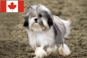 Lee más sobre el artículo Criadores y cachorros de Löwchen en Canadá