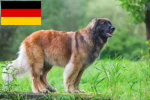 Lee más sobre el artículo Criadores de Leonberger y cachorros en Alemania