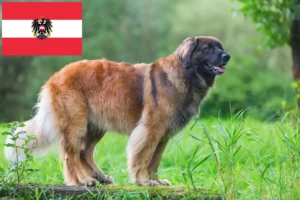 Lee más sobre el artículo Criadores de Leonberger y cachorros en Austria