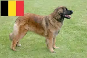 Lee más sobre el artículo Criadores de Leonberger y cachorros en Bélgica