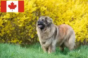 Lee más sobre el artículo Criadores de Leonberger y cachorros en Canadá