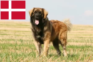 Lee más sobre el artículo Criadores de Leonberger y cachorros en Dinamarca