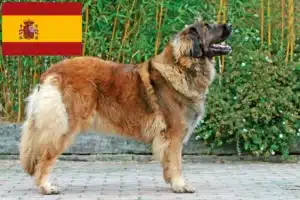 Lee más sobre el artículo Criadores y cachorros de Leonberger en España