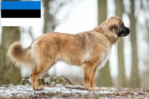 Lee más sobre el artículo Criadores de Leonberger y cachorros en Estonia