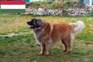 Lee más sobre el artículo Criadores de Leonberger y cachorros en Hungría