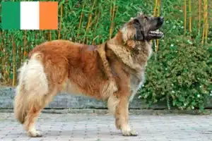 Lee más sobre el artículo Criadores de Leonberger y cachorros en Irlanda