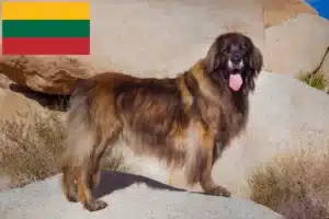 Lee más sobre el artículo Criadores de Leonberger y cachorros en Lituania