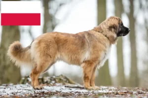 Lee más sobre el artículo Criadores de Leonberger y cachorros en Polonia