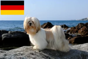 Lee más sobre el artículo Criadores de Lhasa Apso y cachorros en Alemania