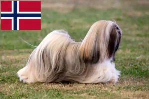 Lee más sobre el artículo Criadores de Lhasa Apso y cachorros en Noruega