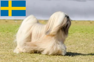 Lee más sobre el artículo Criadores de Lhasa Apso y cachorros en Suecia