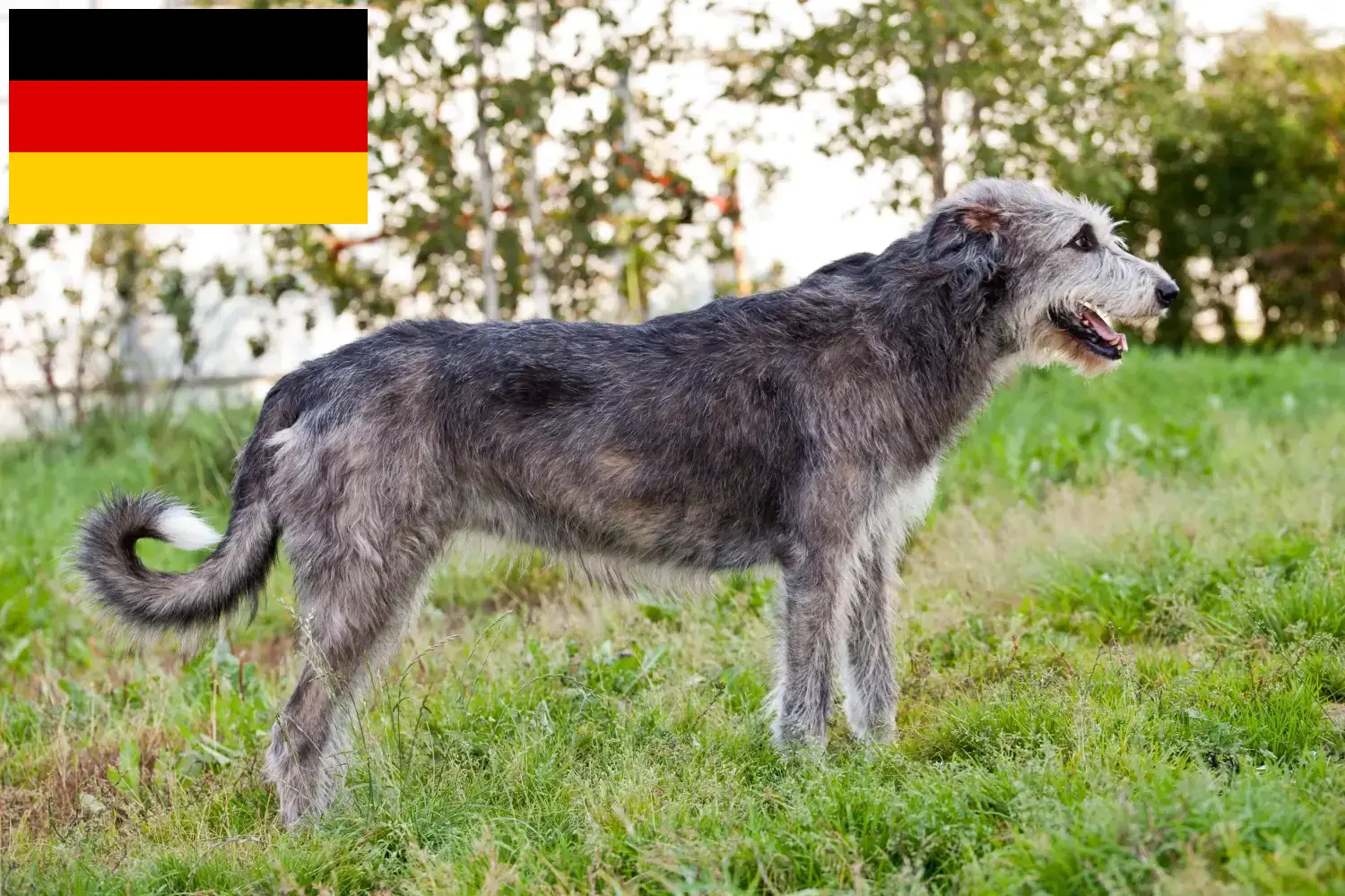 Lee más sobre el artículo Criadores y cachorros de Irish Wolfhound en Alemania